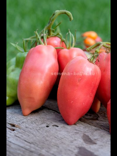 Томат Брикодейки Минусинские, 10 шт