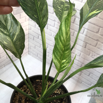 Спатифиллум Даймонд вариегатный  / Spathiphyllum Diamond Variegata