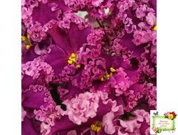 ЛФ-Дарья (Л.Федосеева) 2017 г.