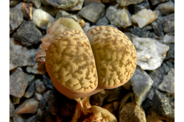 Lithops hookeri v. susannae C091
 