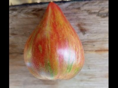 Томат Волшебная Радуга