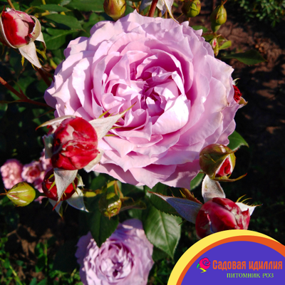 Новалис (Novalis)