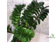Замиокулькас Зензи (Жук) / Zamioculcas Zenzi (Bug)