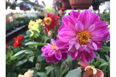 Весёлый георгин :)