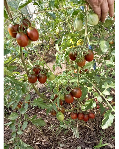 Томат Шоколадка