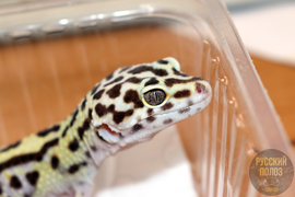 Пятнистый леопардовый эублефар, Eublepharis macularius