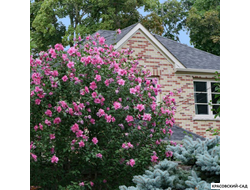 Гибискус Арденс - Ardens