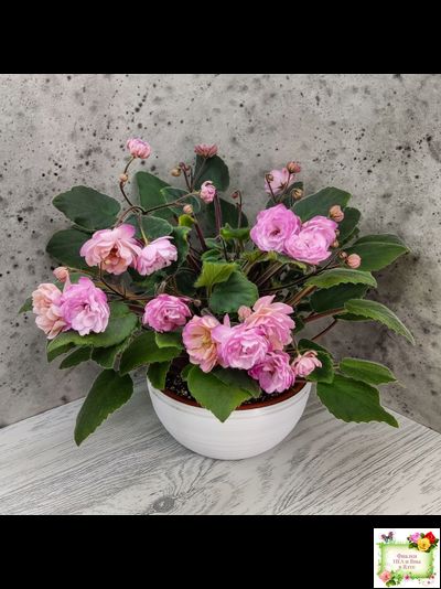 Lituanika (Būtienė) трейлер