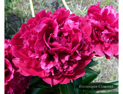 Пион Avis Varner (Авис Вернер)