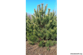 Сосна крымская Черная (Pinus nigra) – фото сосны с красивой хвоей - красовский-сад.рф