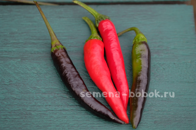 Перец сладкий Мурасаки Тогараши Ямато, 10 шт