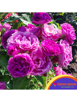 Минерва (Minerva)