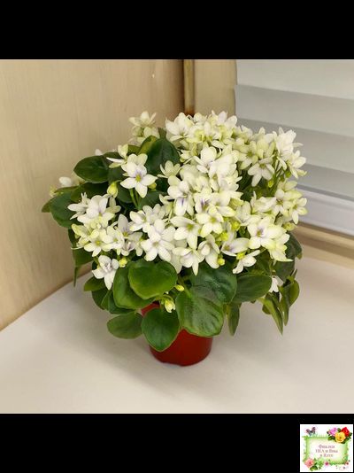 Broadway Star Trail (Селекционер неизвестен) трейлер