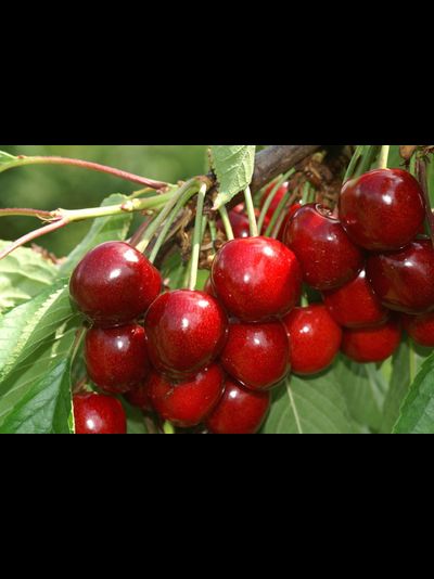 Тютчевка (черешня), 1год, ЗКС