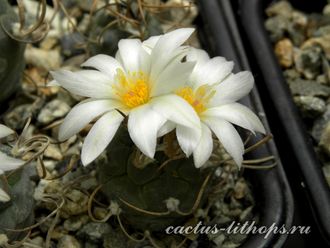 Turbinicarpus macrochele v.kupackii TCG3002- 5 семян