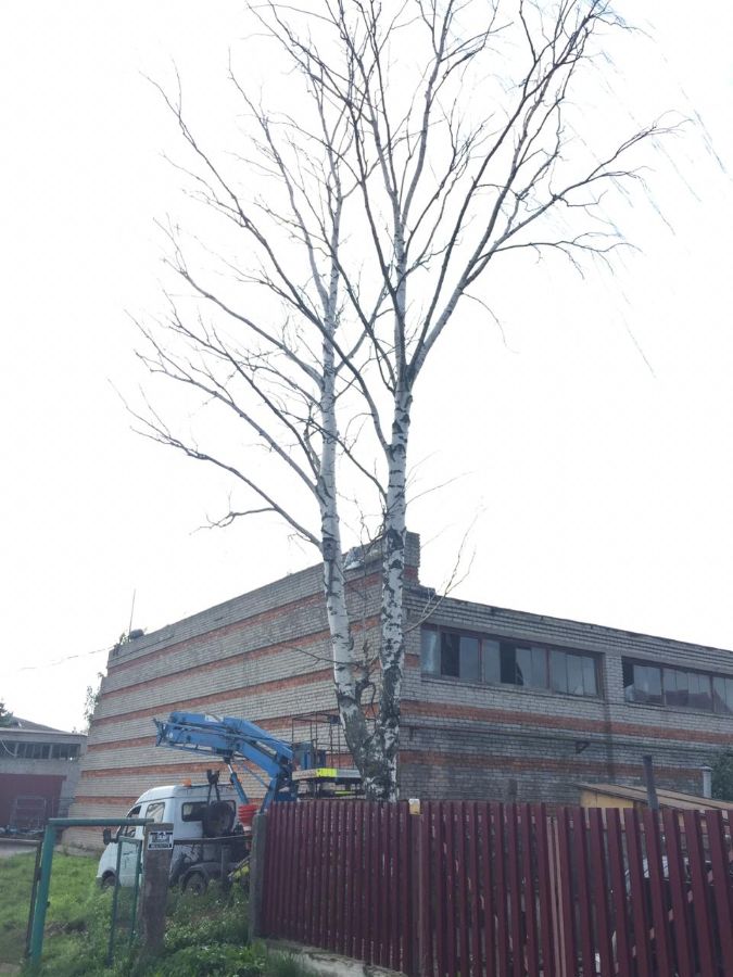 Спил гнилой березы с автовышки в Юрьево