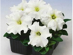 БЕЛАЯ ГРАНДИФЛОРА ИЗ РИДЕР ВАЙТ 4ШТ