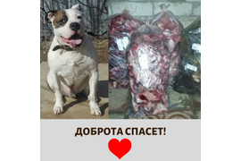  28.02 мы побывали в приюте АМСТАФФ-GROUP Передали  наши с вами подарки - мясные вкусности.За период с 15.02 по 28.02 сумма по благотворительным купонам составила 1087 руб. Благодарим всех, кто принимает участие в акции! 