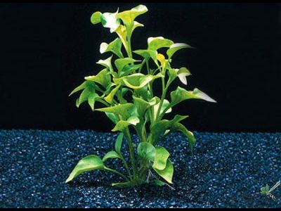 Альтернантера бетзикиана зеленая (пучок)