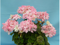 Пеларгония Taffety