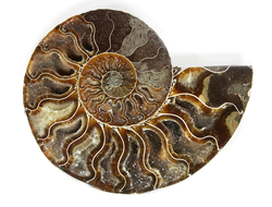 ОКАМЕНЕЛОСТИ