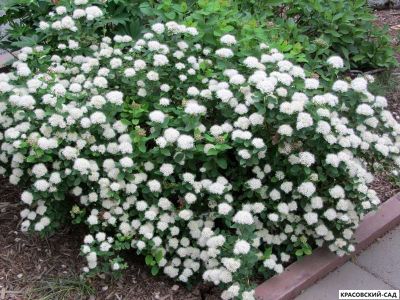 Спирея березолистная