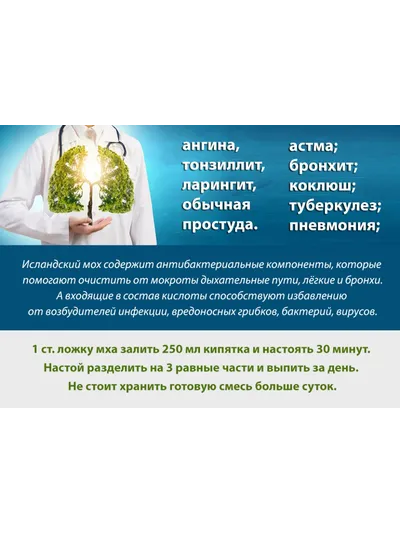 Исландский мох в пирамидках
