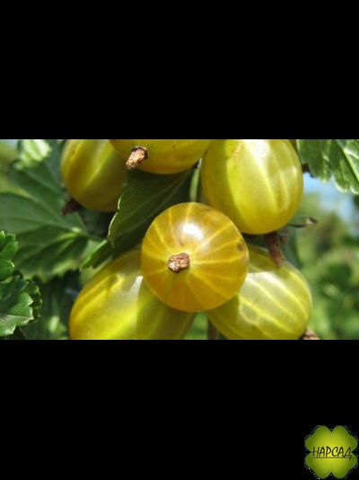 Крыжовник &quot;БЕРИЛЛ&quot; (слабошипованный, самоплодный)