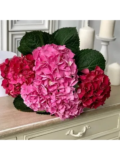 7 нежных гортензий