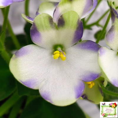 Марина Цветаева (А.Басенина) 2017 г. химера (сорт укоренённый пасынок)