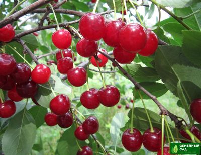 Вишня "Жаворонок" (3-летний саженец)