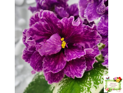 SV-Космические Ежи (С. Суворова) 2021 г.