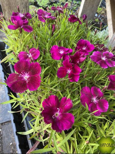 ГВОЗДИКА В АССОРТИМЕНТЕ