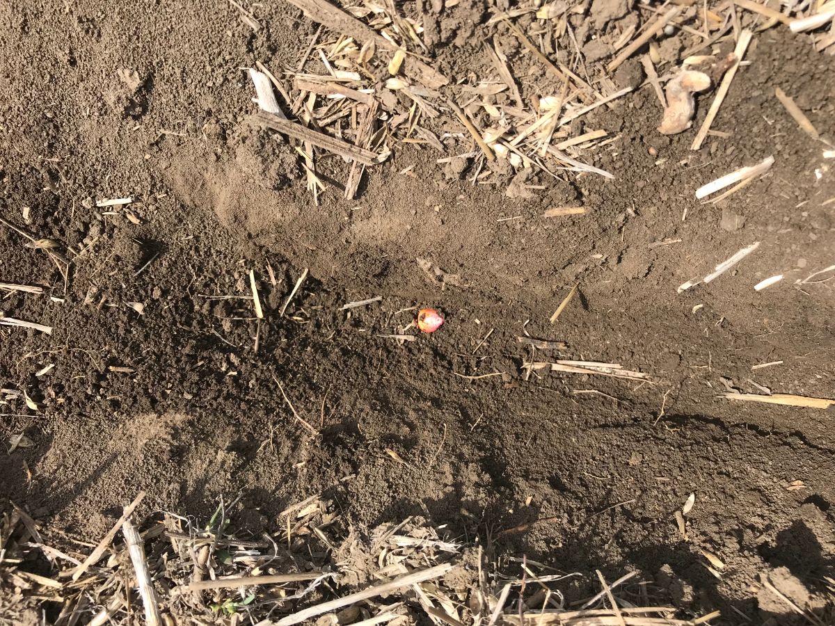 Агросопровождение компанией ООО "ИПА "Отбор" в Ростовской области