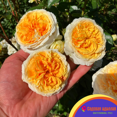 Чиппендейл Голд (Chippendale Gold)