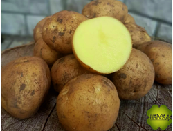 КАРТОФЕЛЬ СЕМЕННОЙ "МЕТЕОР" (ОЧЕНЬ РАННИЙ, НЕПРИХОТЛИВЫЙ) СЕТКА 2 кг