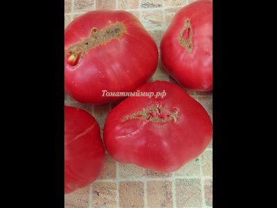 Томат Минусинский от Балуева