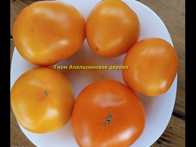 Гном Апельсиновое дерево (Dwarf Orange Tree, Австралия, США )