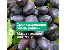 Ромбик (однолетний)