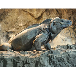 Игуана-носорог (Cyclura cornuta)