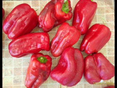 Перец сладкий Большая Берта (Big Bertha)