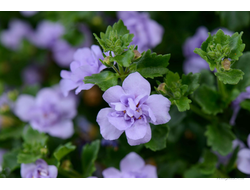 Бакопа Сердцевидная Scopia Double Lavender