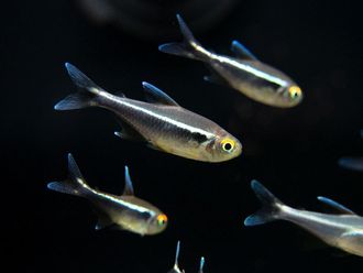 Неон черный (Hyphessobrycon herbertaxelrodi)