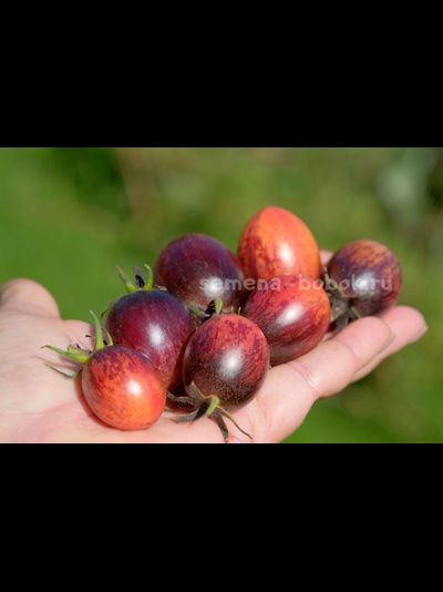 Томат Любушка, 10 шт