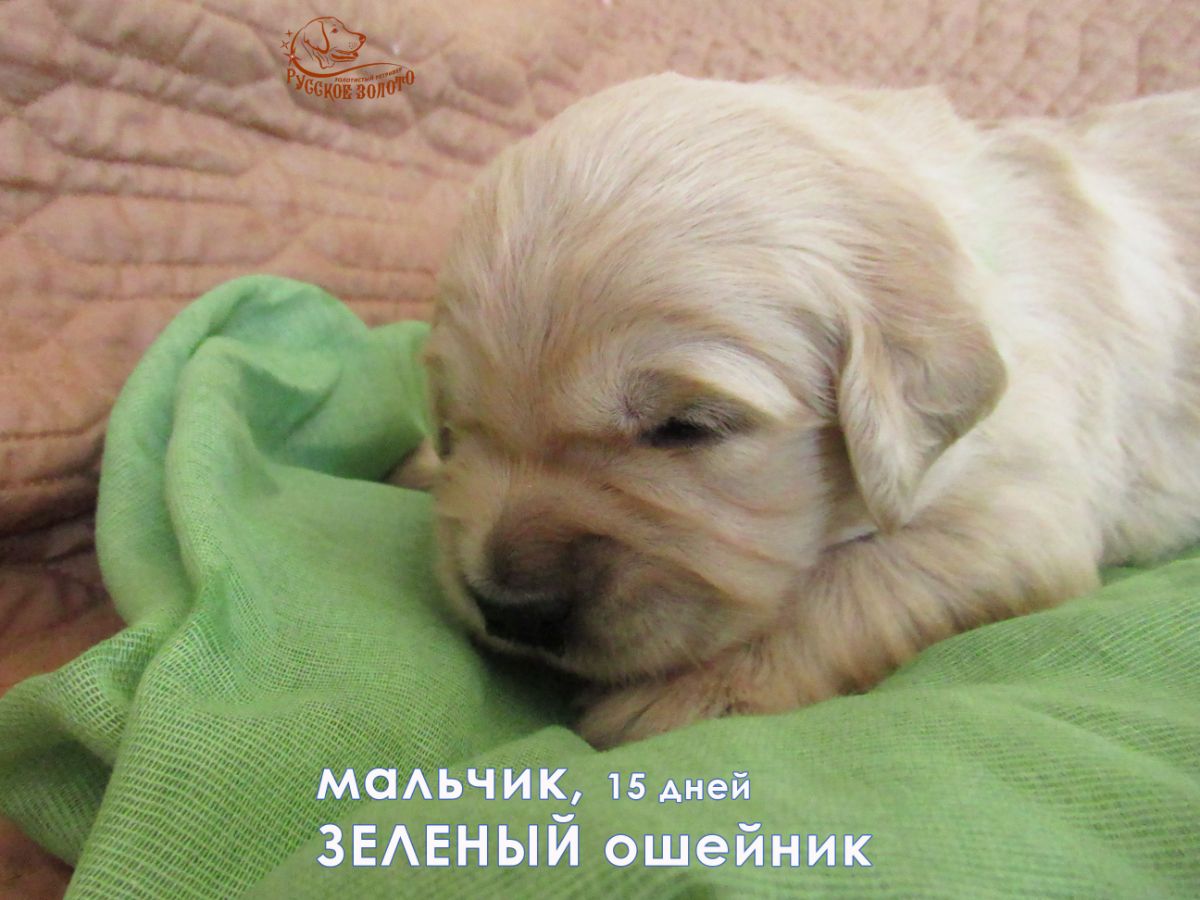 РЗ Пилигрим, мальчик зеленый ошейничек, 15 дней