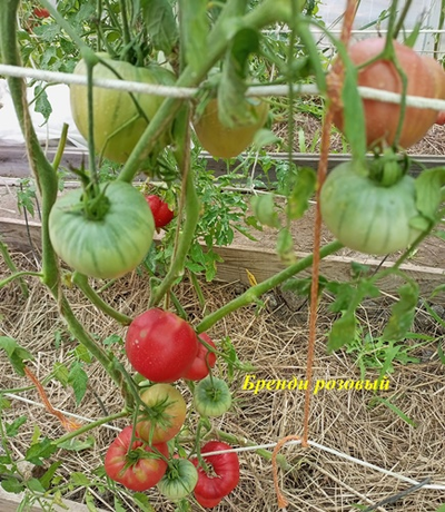 Томат Бренди розовый