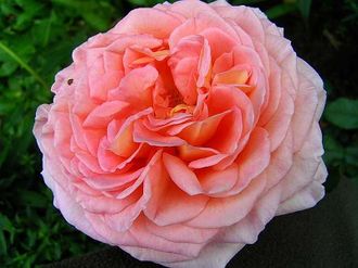 Абрахам Дерби (Abraham Darby) С2,10-20(корнесобственная)