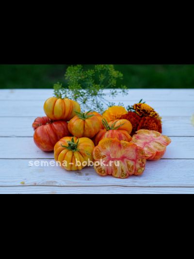 Томат Sunrise Jazz (Восход Джаза), 10 шт