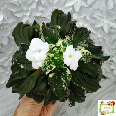 LV-Девятый Вал (Л. Шевелева) 2024 г. трейлер (пестролистный клакамас)