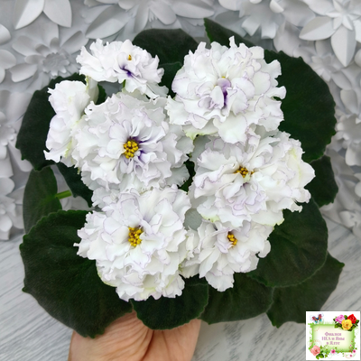 РМ-Прекрасный Жемчуг (Н. Скорнякова) 2022 г.